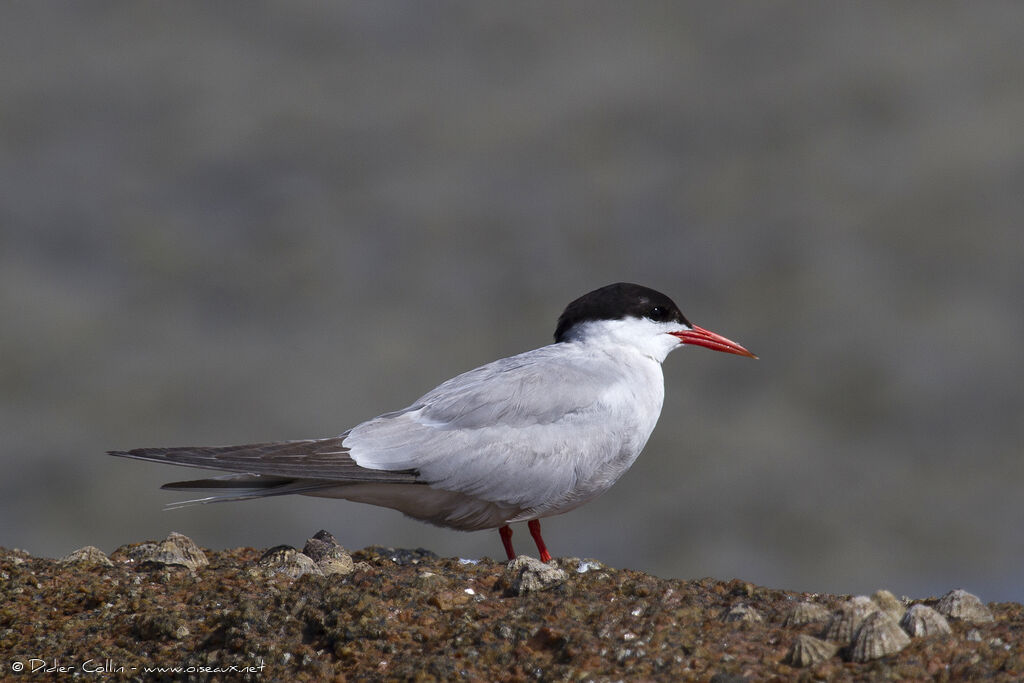 Common Ternadult, identification