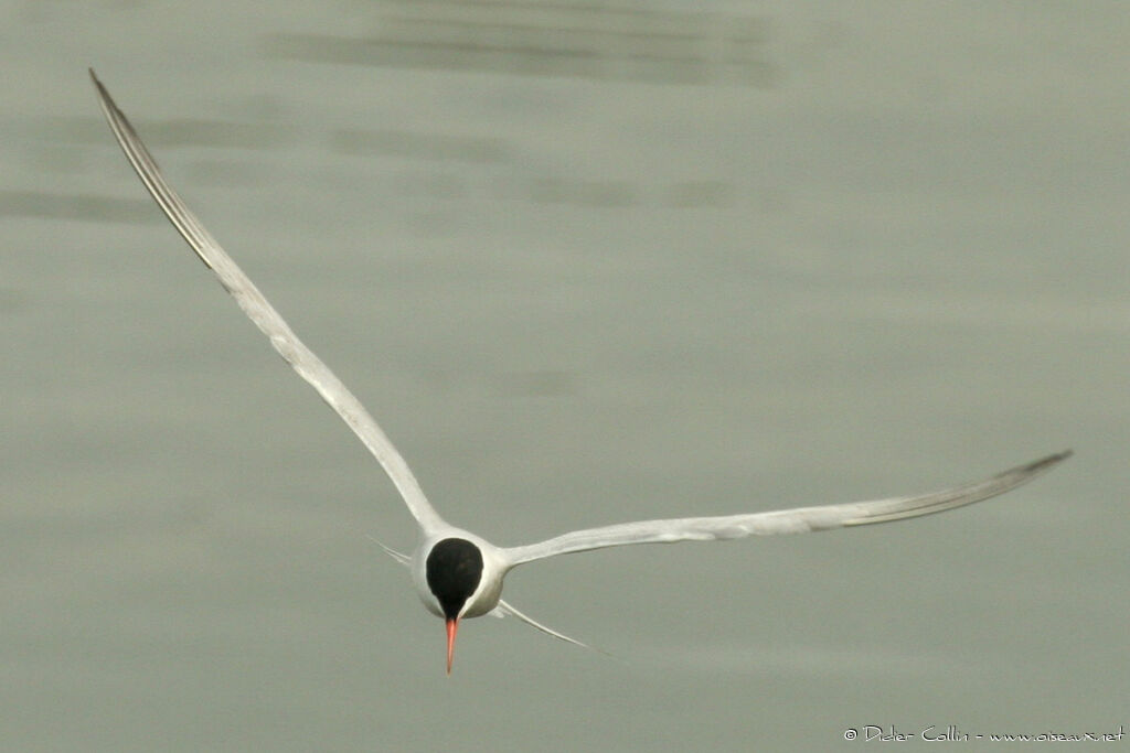 Common Tern, Flight