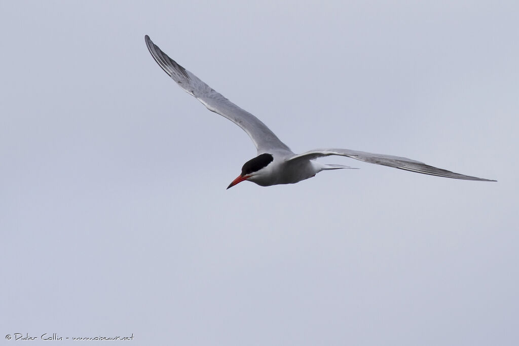 Common Ternadult, Flight