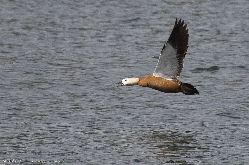 Ruddy Shelduckadult, Flight