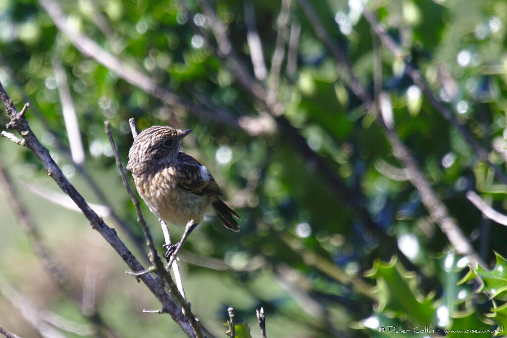 European Stonechat male juvenile