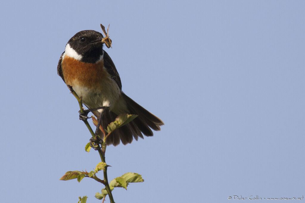 European Stonechat male adult, feeding habits