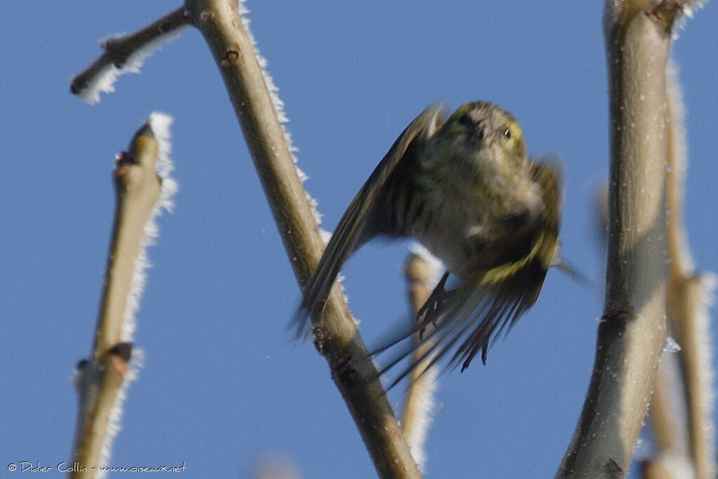 Eurasian Siskin