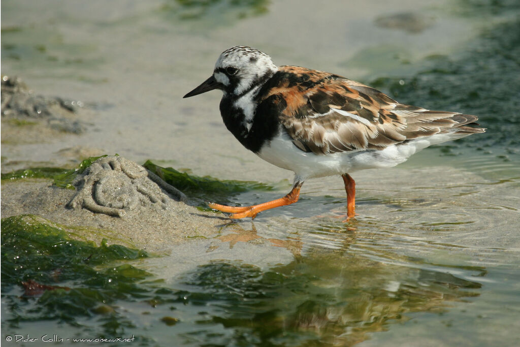 Ruddy Turnstone, identification