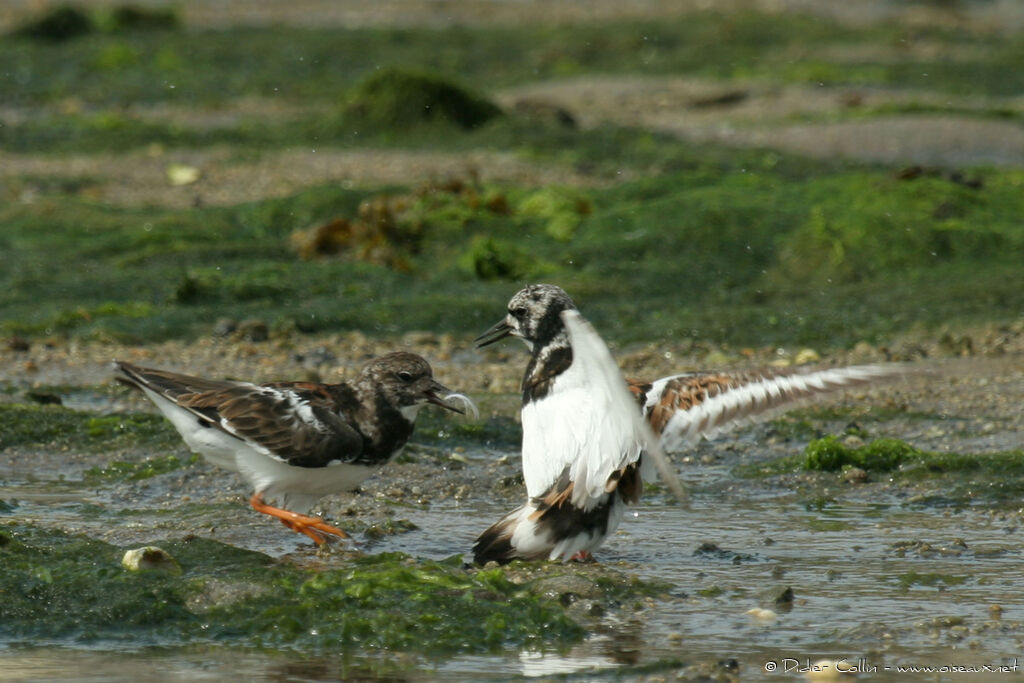 Ruddy Turnstone