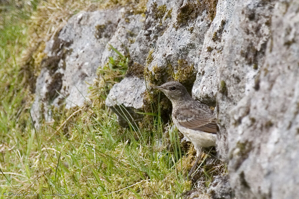 Northern Wheatear