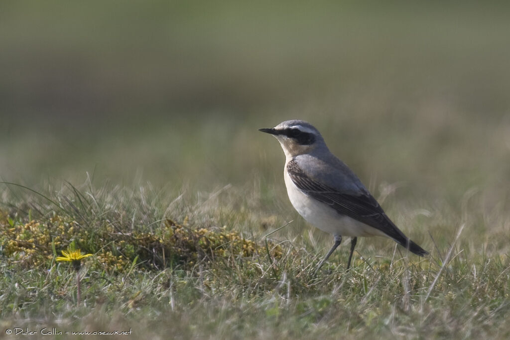 Northern Wheatear male adult, identification