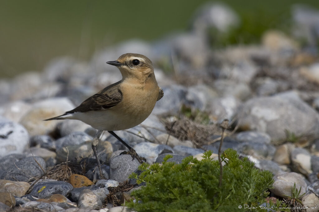 Northern Wheatear female adult, identification