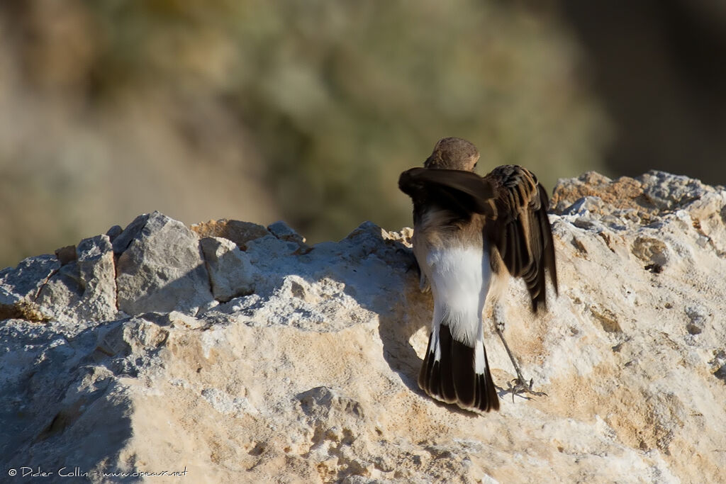 Eastern Black-eared Wheatear