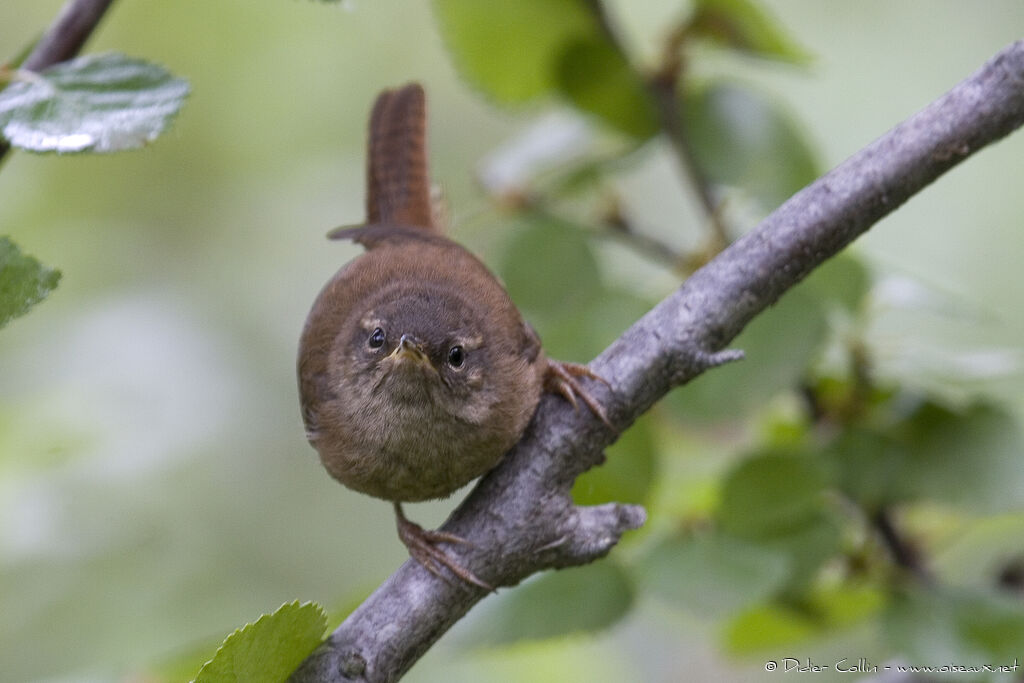 Eurasian Wren (islandicus)