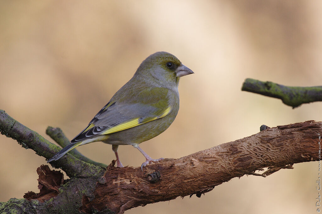 Verdier d'Europe, identification