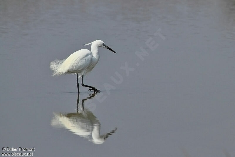 Aigrette garzette