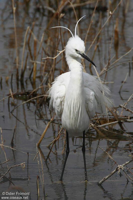 Little Egret