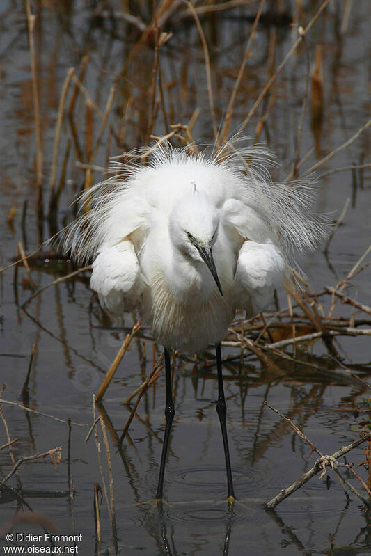 Little Egret