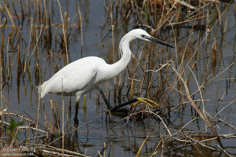 Little Egretadult, fishing/hunting