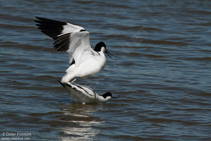 Pied Avocet