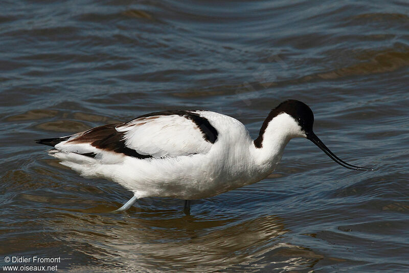 Pied Avocet