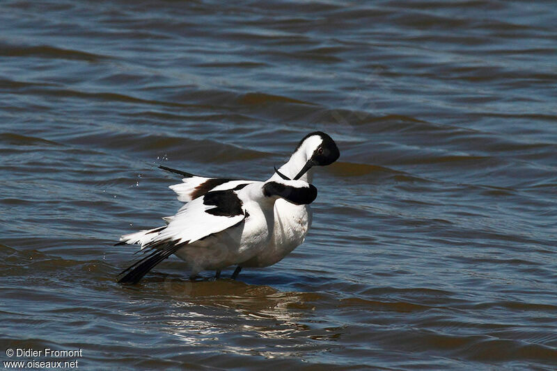 Pied Avocet