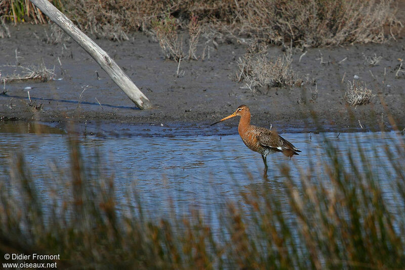 Black-tailed Godwit