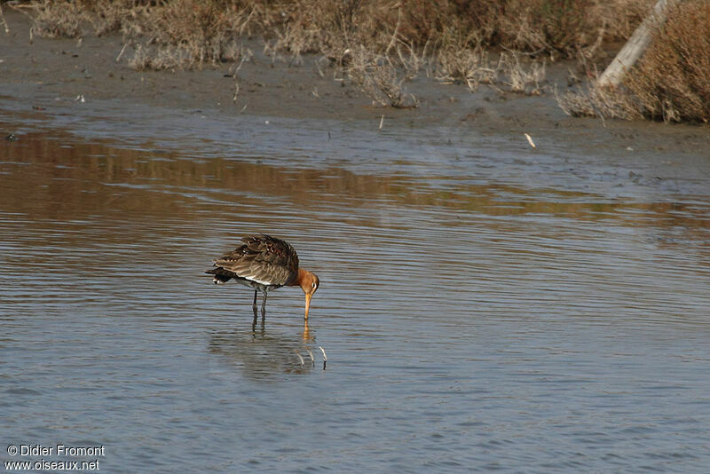 Black-tailed Godwit