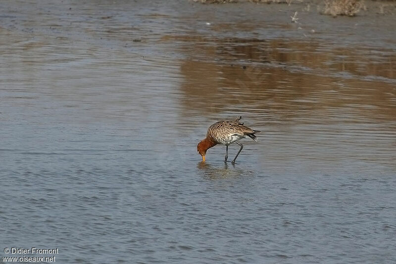 Black-tailed Godwit