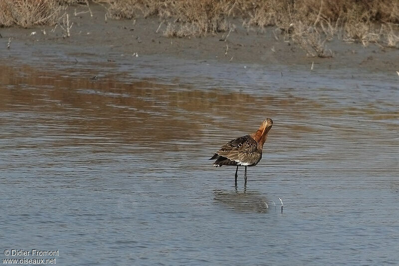 Black-tailed Godwit