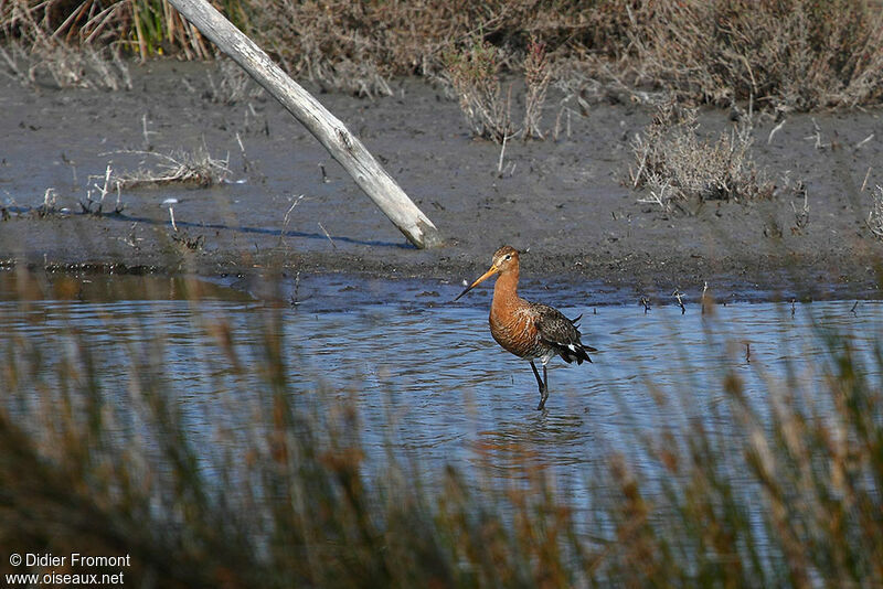 Black-tailed Godwit