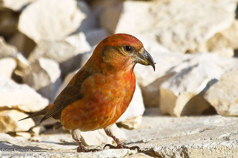 Red Crossbill male adult, close-up portrait