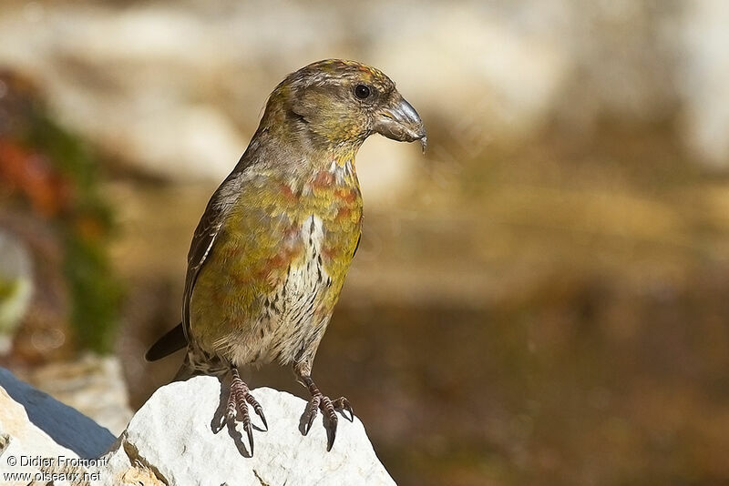 Red Crossbill female