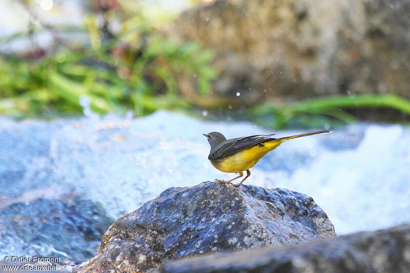 Grey Wagtail