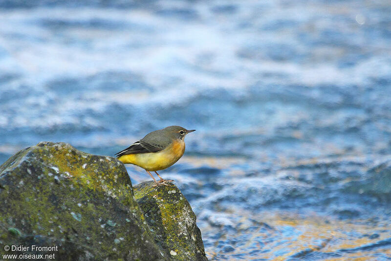 Grey Wagtail