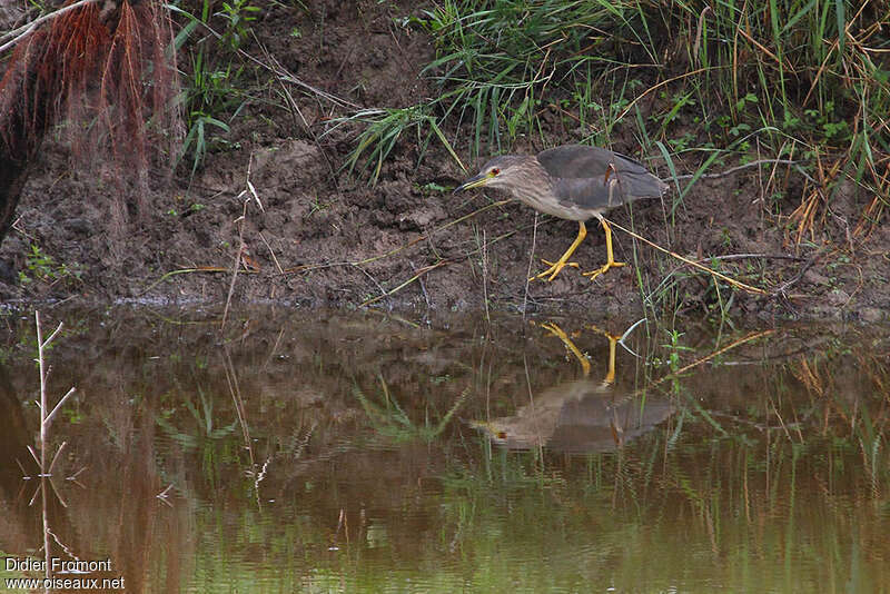 Black-crowned Night HeronSecond year, identification