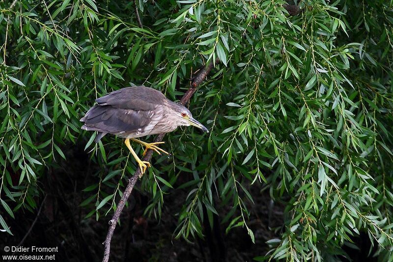 Black-crowned Night Heronjuvenile