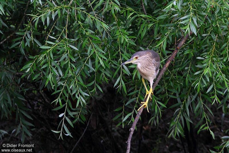 Black-crowned Night Heronjuvenile