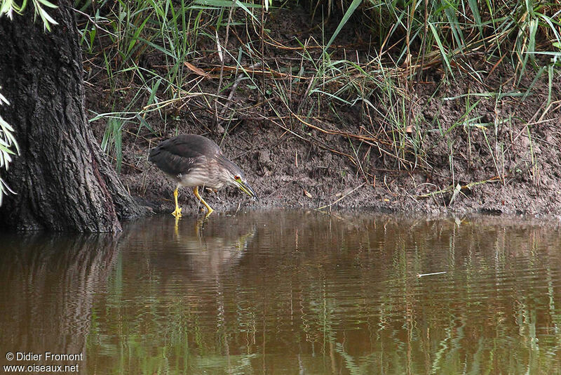 Black-crowned Night Heronjuvenile