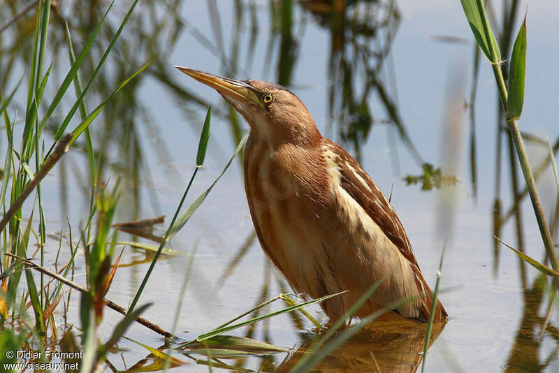 Little Bittern