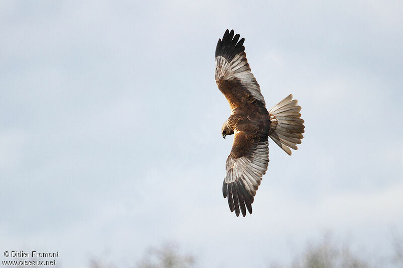 Western Marsh Harrier male