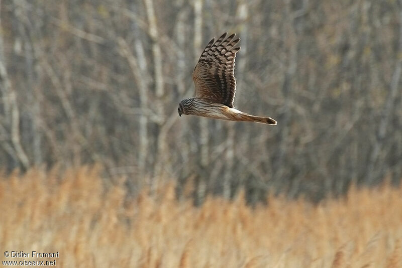 Hen Harrier