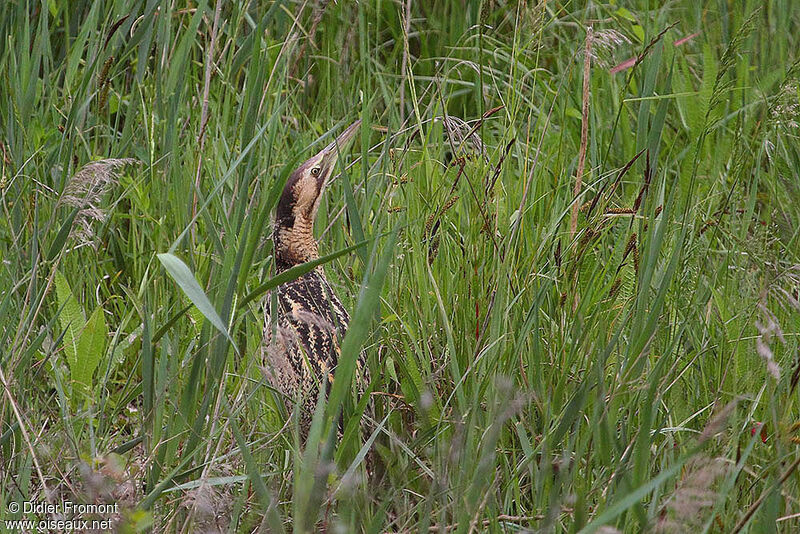 Eurasian Bittern