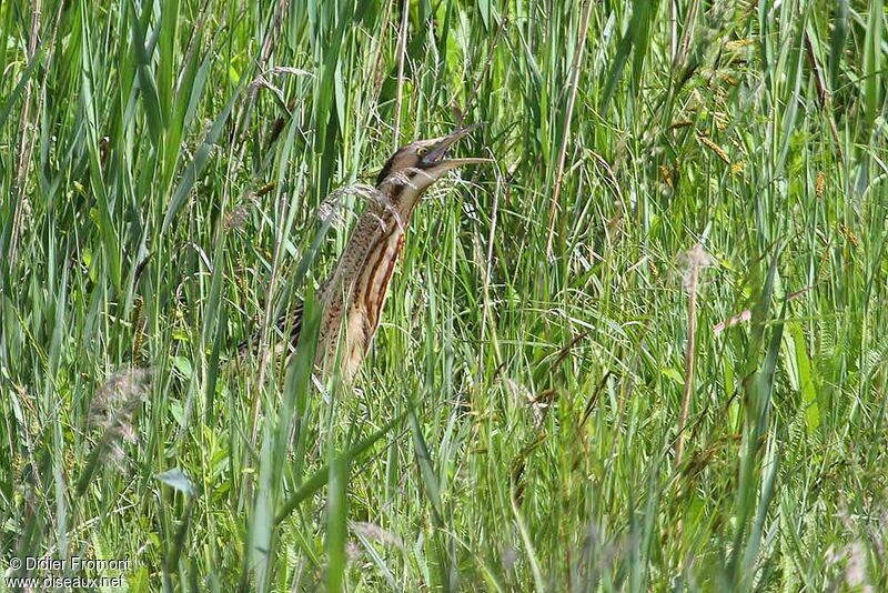 Eurasian Bittern