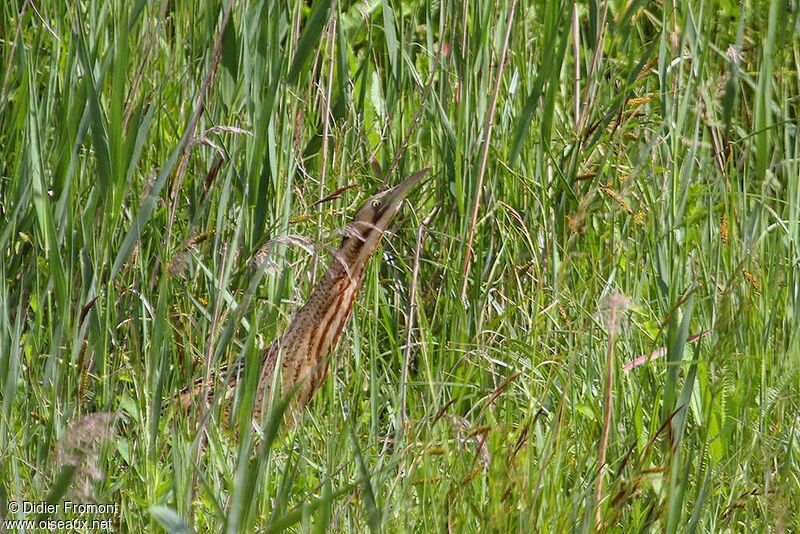 Eurasian Bittern