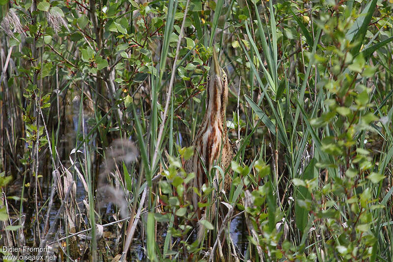 Butor étoilé, habitat, camouflage