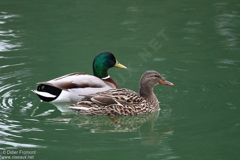 Mallard adult