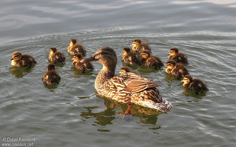 Mallard female adult