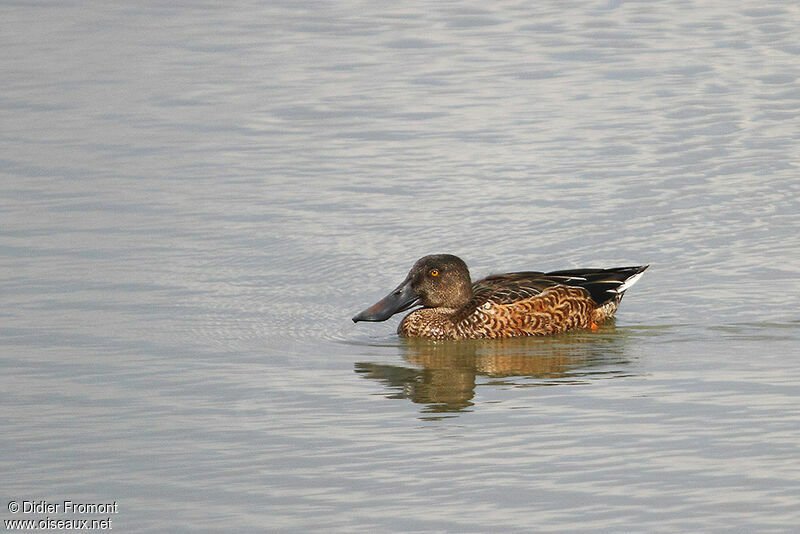 Canard souchet femelle adulte