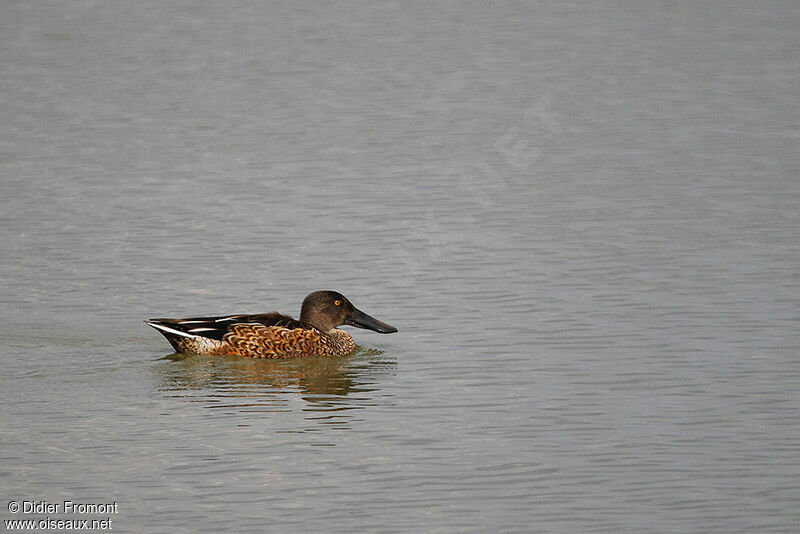 Canard souchet femelle adulte