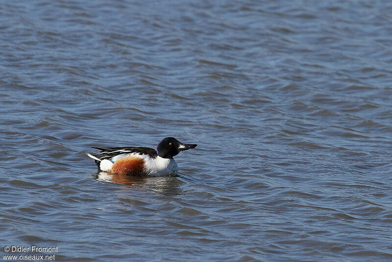 Canard souchet mâle adulte