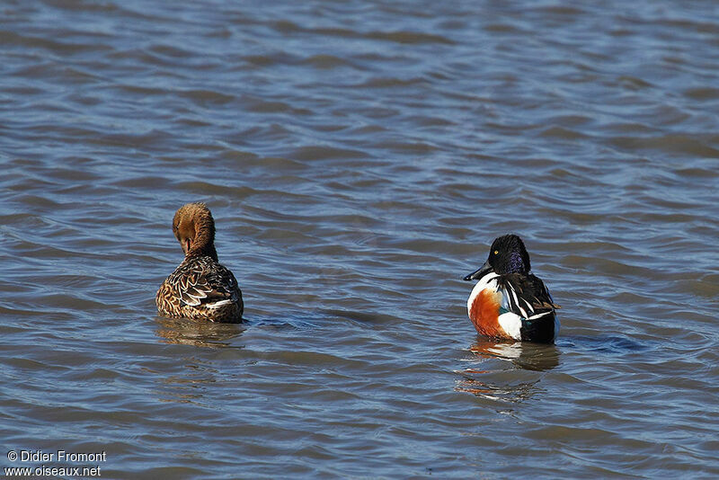 Canard souchet adulte