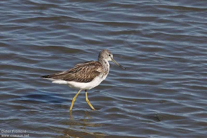 Chevalier aboyeurjuvénile, identification