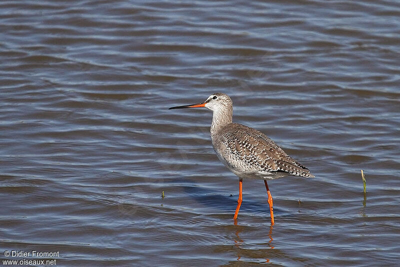 Spotted Redshank